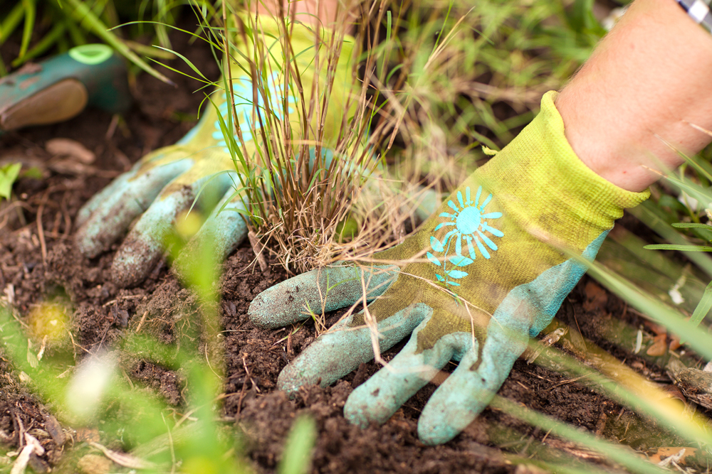 Spring Into Gardening Season With SAWS - San Antonio Water System