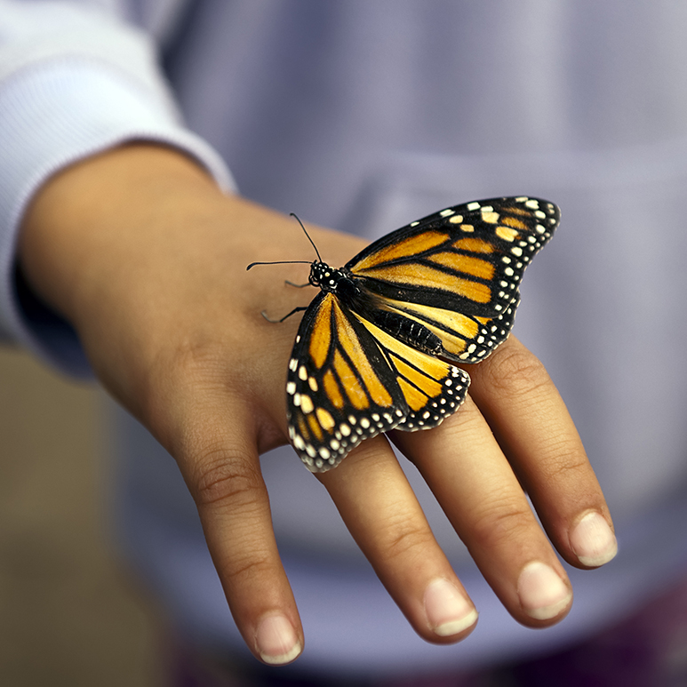 Monarch Butterfly Festival takes flight Oct. 8 - San Antonio Water System