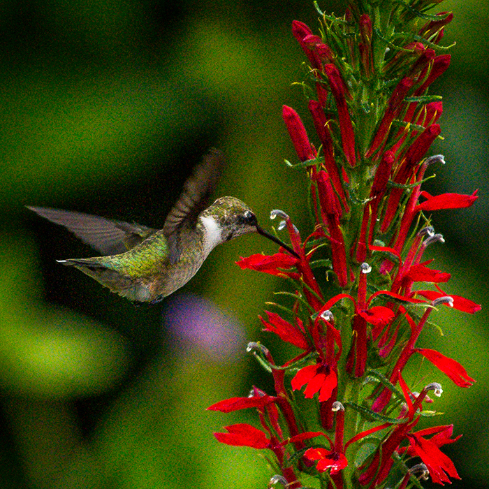 Ruby Throated Hummingbird