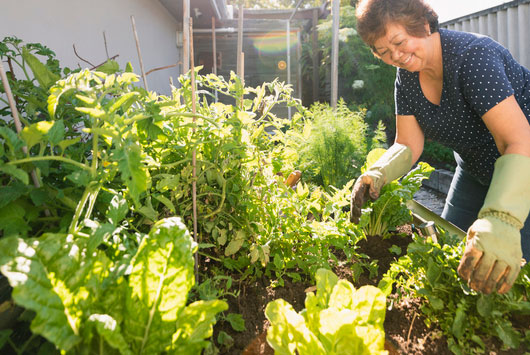 Growing Vegetables at Home 