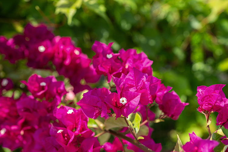 bougainvillea